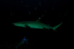 White Tip reef Shark. Nikon D80 by Andy Kutsch 